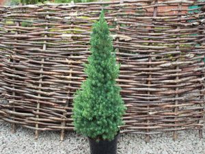 Picea glauca 'Albertiana Conica'-0