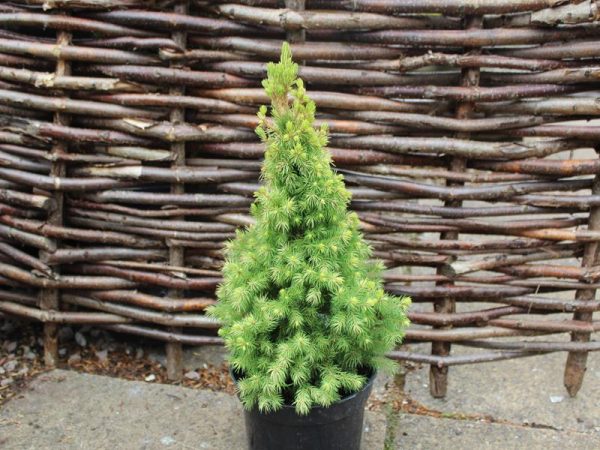 Picea glauca 'Maygold'-0