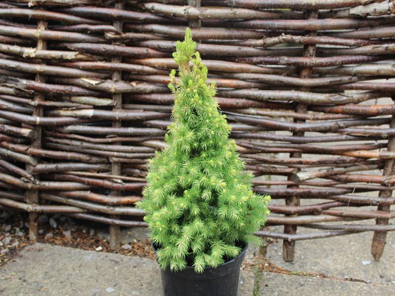 Picea glauca 'Maygold'-0