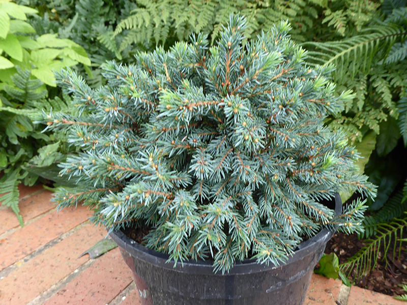 Picea mariana 'Nana'-0