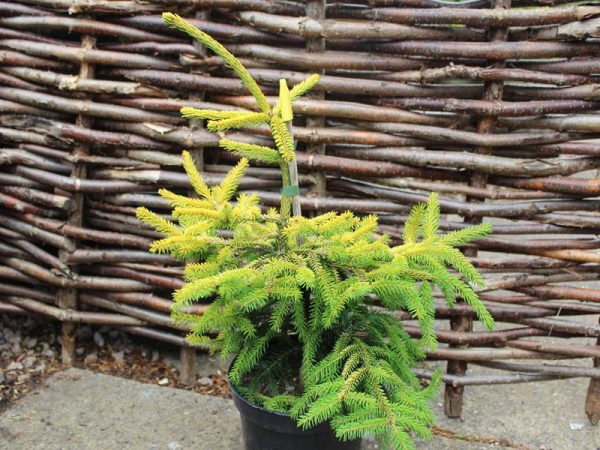 Picea orientalis 'Skylands'-0