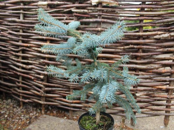 Picea pungens 'Erich Frahm'-0