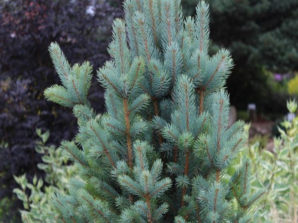 Picea pungens 'Iseli Fastigiata'-0