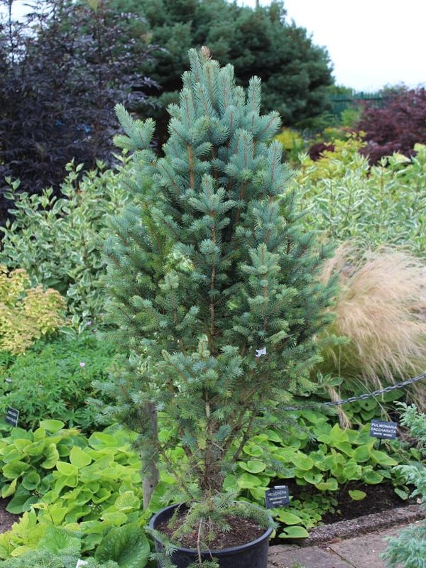 Picea pungens 'Iseli Fastigiata'-10220