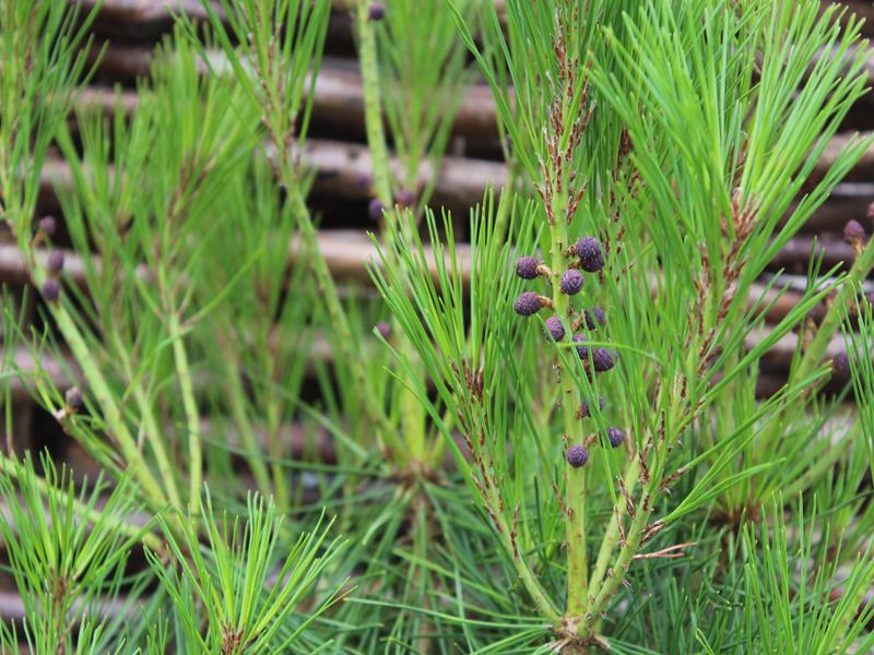 Pinus densiflora 'Alice Verkade'-10011