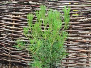 Pinus densiflora 'Alice Verkade'-0
