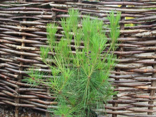 Pinus densiflora 'Alice Verkade'-0