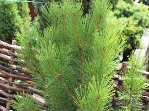 Pinus densiflora 'Umbraculifera'-0