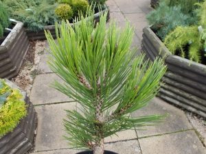 Pinus leucodermis 'Schmidtii'-0