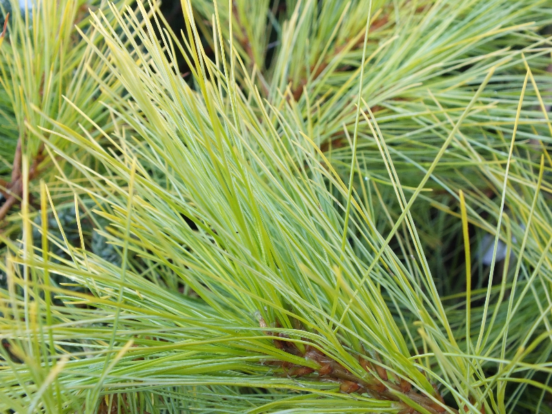 Pinus strobus 'Louie'-338