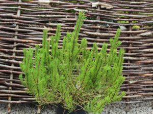 Pinus uncinata-0