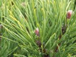 Conifers