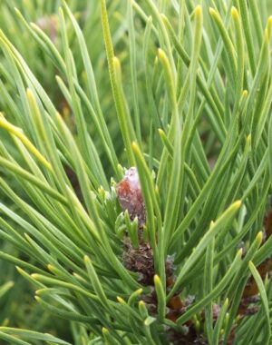 Conifers
