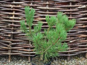 Pinus mugo 'Carsten's Wintergold'-0