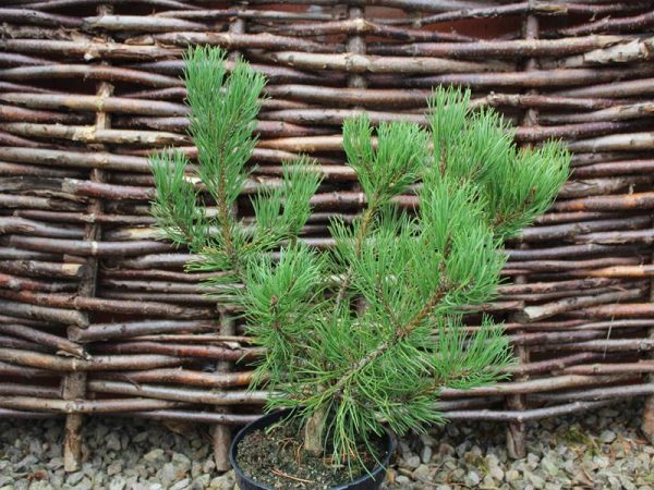 Pinus mugo 'Carsten's Wintergold'-0