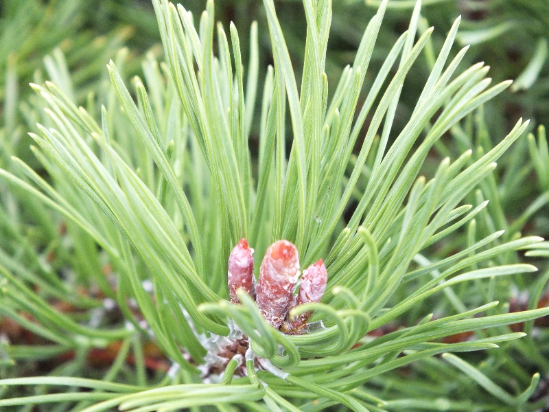Pinus uncinata-337