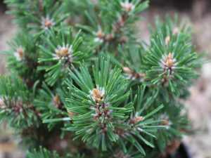Pinus mugo 'Humpy'-0
