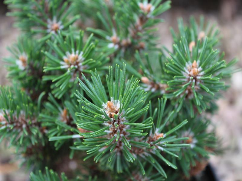 Pinus mugo 'Humpy'-0