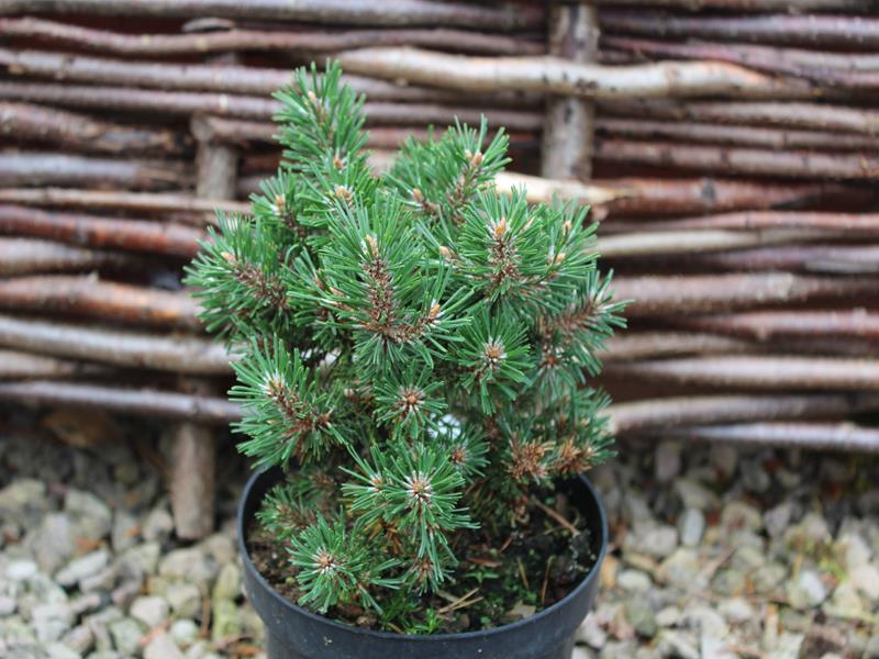Pinus mugo 'Humpy'-10018