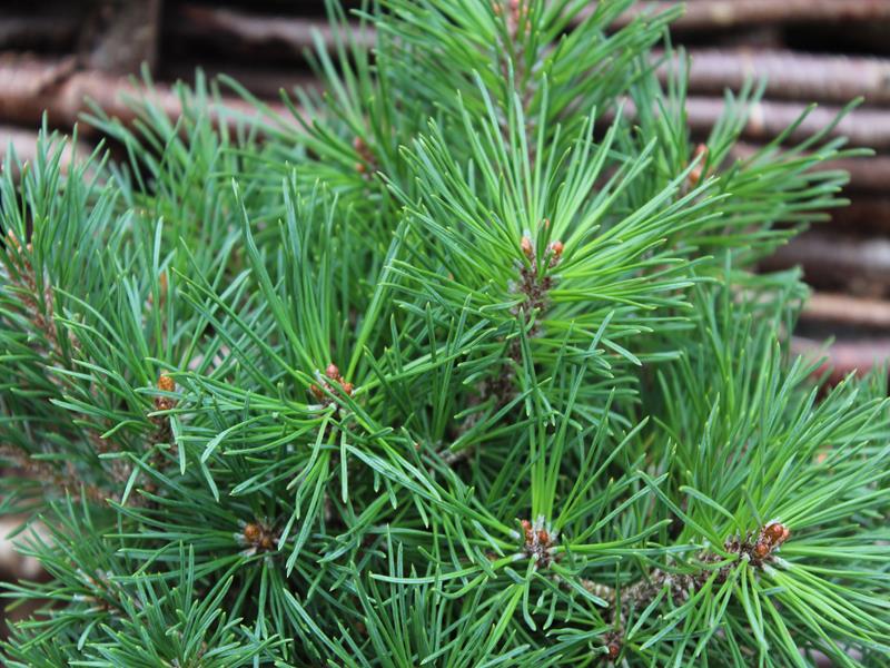 Pinus mugo 'Mops'-10215