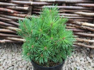 Pinus mugo 'Mops'-0