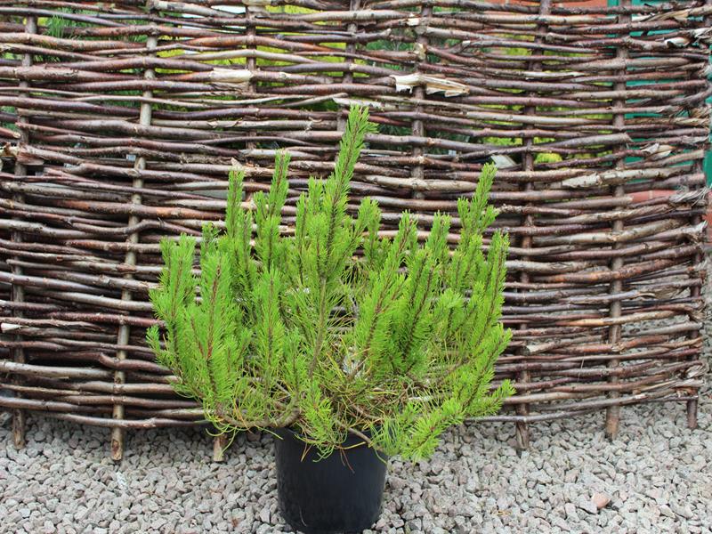 Pinus uncinata-10213