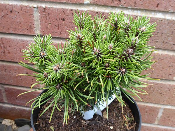 Pinus mugo subsp. uncinata 'Jazek'-0