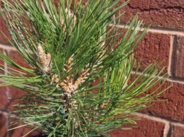 Pinus nigra 'Bright Eyes'-0