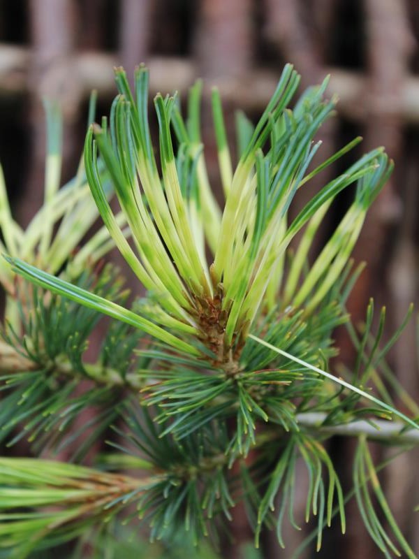 Pinus parviflora 'Ogon-janome'-10211