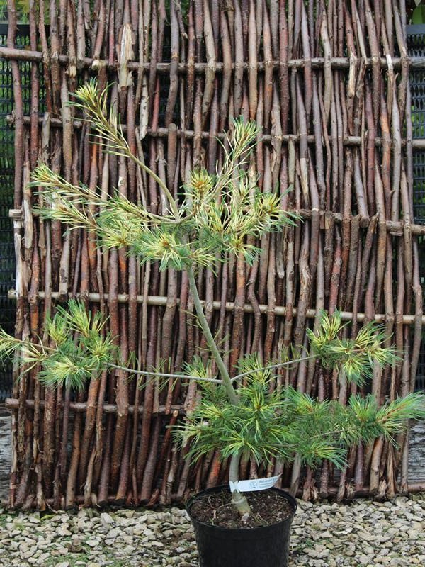 Pinus parviflora 'Ogon-janome'-10212