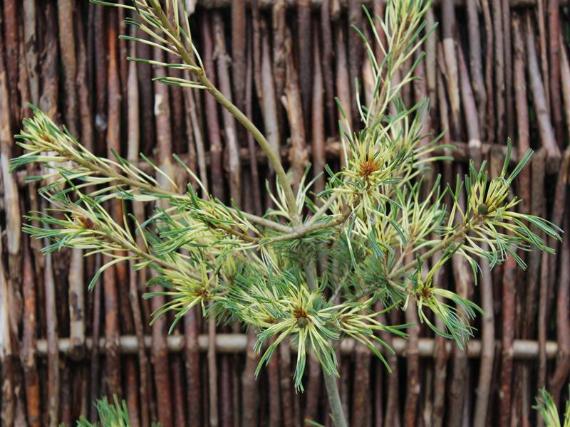 Pinus parviflora 'Ogon-janome'-0