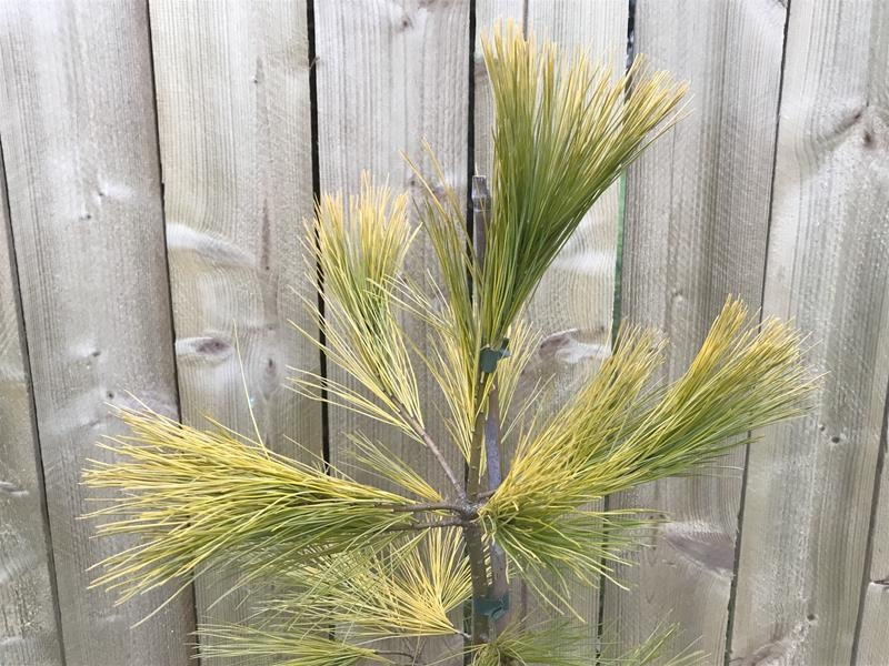 Pinus strobus 'Louie'-14188