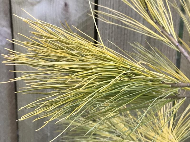 Pinus strobus 'Louie'-14189