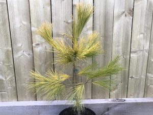 Pinus strobus 'Louie'-0