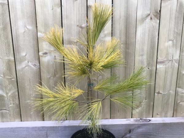 Pinus strobus 'Louie'-0
