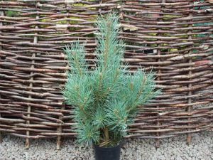 Pinus sylvestris 'Chantry Blue'-0