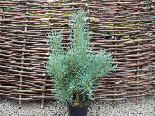 Pinus sylvestris 'Chantry Blue'-0