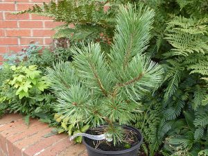 Pinus sylvestris 'Winter Gold'-0