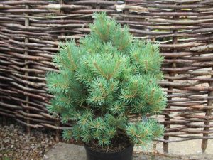 Pinus sylvestris 'Lodge Hill'-0