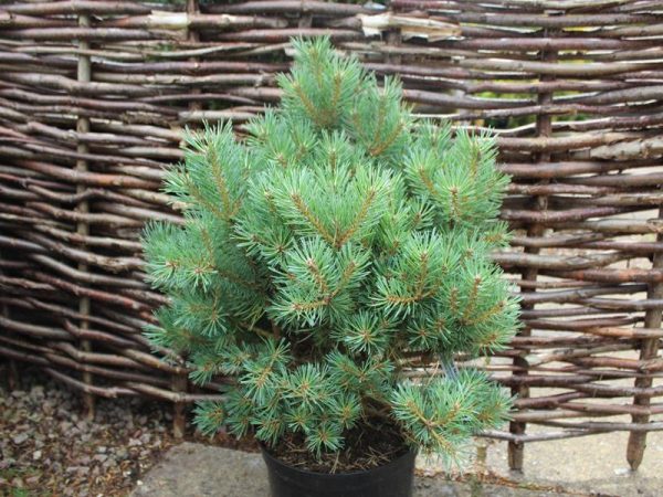 Pinus sylvestris 'Lodge Hill'-0