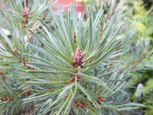 Pinus sylvestris 'Westonbirt'-0
