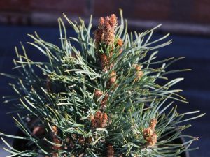Pinus sylvestris 'Frensham'-0