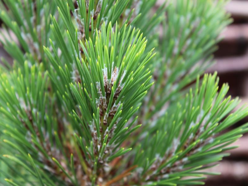 Pinus thunbergii 'Sayonara'-10028
