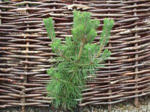 Pinus thunbergii 'Sayonara'-0