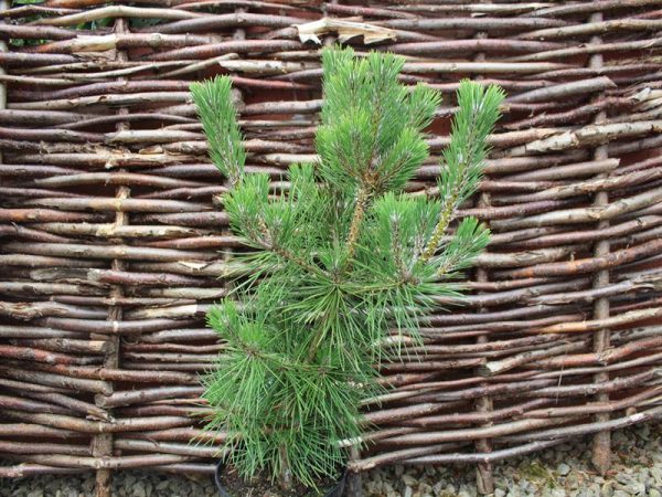 Pinus thunbergii 'Sayonara'-0