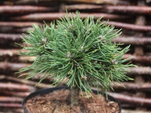 Pinus mugo subsp. uncinata 'Jazek'