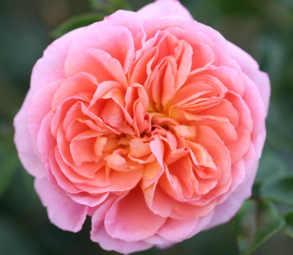 Rosa 'Pirouette'-24445