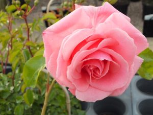 Rosa 'Pirouette'-0