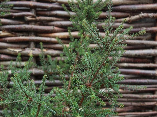 Podocarpus x 'Chocolate Box'-0