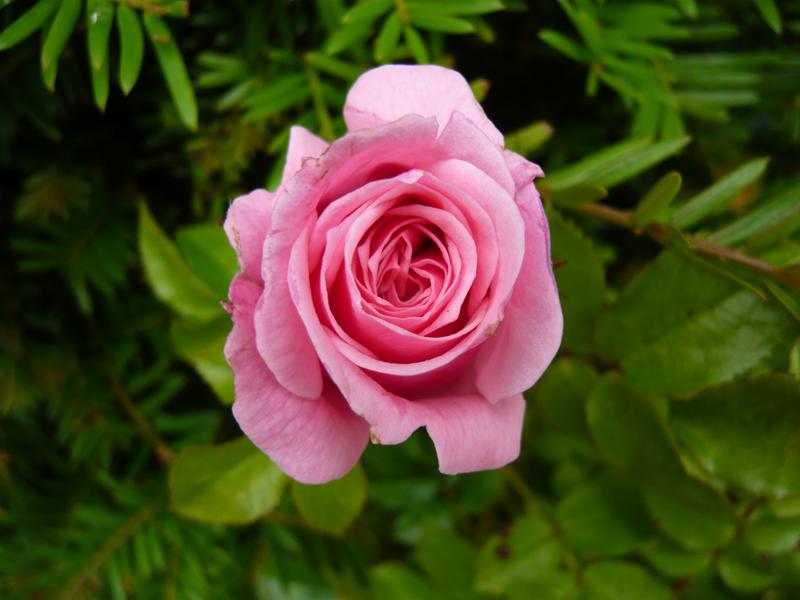 Rosa Pretty Polly ('Meitonje')-536